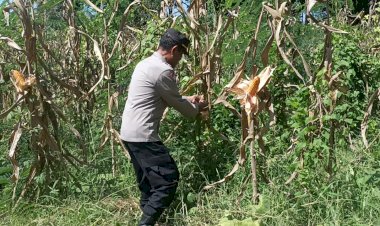 Kasat-Binmas-Polres-Sikka-Tinjau-Lokasi-Panen-Raya-Jagung-Serentak-Kuartal-II-di-Desa-Lowolabo