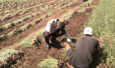Dukung-Ketahanan-Pangan-Nasional,-Polres-Sikka-Dorong-Kemandirian-Petani-Lewat-Pendampingan-dan-Panen-Bersama