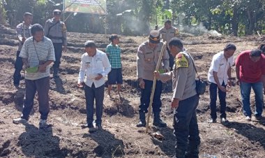 Dukung-Ketahanan-Pangan,-Polres-Sikka-Gencarkan-Penanaman-Jagung-Kuartal-III