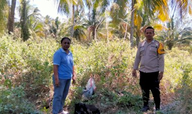Bhabinkamtibmas-Polres-Sikka-Gencarkan-Pendampingan-Petani,-Puluhan-Hektar-Lahan-Siap-Tanam-Jagung