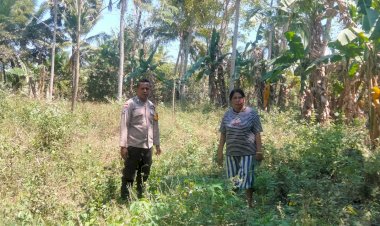 “Perkuat-Ketahanan-Pangan,-Bhabinkamtibmas-Polres-Sikka-Turun-ke-Lahan-Jagung