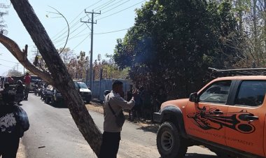 “Cepat-Tanggap,-Polisi-dan-PLN-Bersihkan-Pohon-Tumbang-yang-Halangi-Jalan-Trans-Maumere–Larantuka”