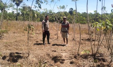 Sinergi-Polri-dan-Petani:-Bhabinkamtibmas-Gongbekor-Sikka-Tinjau-Lahan-Jagung
