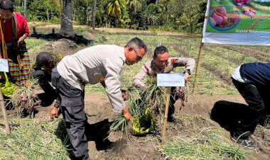 “Bawang-Merah-Bukit-Modoliring-Jadi-Bukti-Nyata-Kemandirian-Pangan-Sikka”