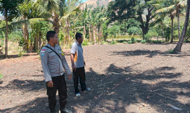 Dukung-Ketahanan-Pangan,-Bhabinkamtibmas-Polres-Sikka-Polda-NTT-Dampingi-Petani-Kaju-Naja-O’a-Olah-Lahan-Jagung