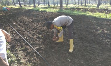 Polres-Sikka-Polda-NTT-Dorong-Swasembada-Pangan-Lewat-Program-Penanaman-Jagung-di-Desa-Runut