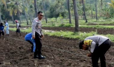 “Dukung-Ketahanan-Pangan-Nasional,-Polres-Sikka-Polda-NTT-Gencar-Dampingi-Petani-Tanam-Jagung-di-Dua-Kecamatan”