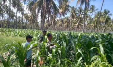 Kapolsek-Hadir-di-Tengah-Petani,-Jagung-Desa-Runut-Disiapkan-Jadi-Penyangga-Pangan-Nasional