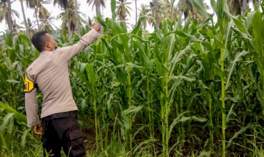 “Pendampingan-Petani-Karitas-Kabupaten-Sikka-:-Pertumbuhan-Jagung-Stabil,-Namun-Hama-Masih-Mengancam”