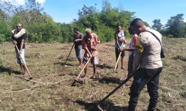 Aksi-Nyata-di-Lapangan:-Bhabinkamtibmas-Polres-Sikka-Polda-NTT-Dampingi-Petani-dari-Tanam-Hingga-Olah-Lahan