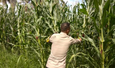 Jagung-Subur,-Harapan-Menguat:-Peran-Bhabinkamtibmas-Polres-Sikka-Polda-NTT-di-Ladang-Warga