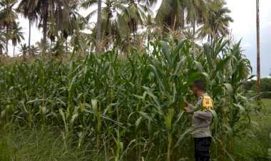 Polres-Sikka-Polda-NTT-Kawal-Serius-Program-Ketahanan-Pangan,-Bhabinkamtibmas-Turun-Langsung-dari-Penanaman-hingga-Masa-Panen-Jagung
