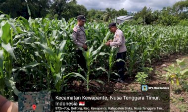Polres-Sikka-Polda-NTT-Kawal-Ketahanan-Pangan,-Jagung-Hibrida-BISI-18-di-Wairkoja-Tumbuh-Menjanjikan