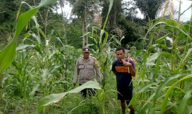 Dari-Sikka-untuk-Pangan-Nasional,-Polres-Sikka-Polda-NTT-Kawal-Program-Jagung-Nusantara-I