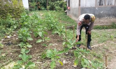 Bhabinkamtibmas-Polsek-Nelle-Polres-Sikka-Polda-NTT-Rutin-Dampingi-Kelompok-Tani-Warga-Tani-untuk-memanfaatkan-Pekarangan-Bergizi