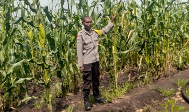 Jagung-Rakyat-Dipantau,-Komitmen-Polres-Sikka-Polda-NTT-terhadap-Ketahanan-Pangan-Kian-Nyata