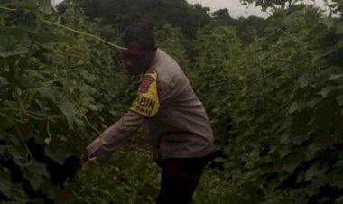 Menanam-Harapan,-Menjaga-Negeri:-Peran-Aktif-Bhabinkamtibmas-Polsek-Alok-Polres-Sikka-Dukung-Program-Pangan-Presiden