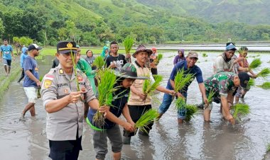 Bersama-Petani-Woda-Mude,-Polres-Sikka-Polda-NTT-Perkuat-Ketahanan-Pangan-Lewat-Tanam-Padi-Simbolis