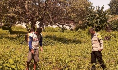 Dari-Lahan-Napunglangir,-Polres-Sikka-Polda-NTT-Hadir-Mengawal-Ketahanan-Pangan-Warga-Wolomarang