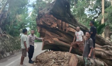 Sisa-Pohon-Tumbang-Ancam-Keselamatan,-Kanit-Binmas-Polsek-Kewapante-Polres-Sikka-Turun-Langsung-Sambangi-Warga