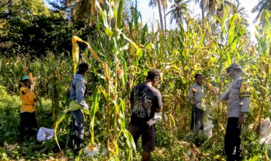 Ketahanan-Pangan-Kian-Nyata-di-Sikka,-Polres-Sikka-Polda-NTT-Hadir-dari-Tanam-hingga-Panen