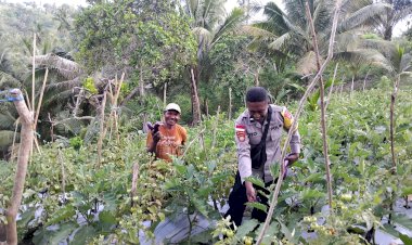 “Menjaga-Pangan,-Menguatkan-Negeri:-Bhabinkamtibmas-Polsek-Lela-Polres-Sikka-Aktif-Dampingi-Petani-Hortikultura”