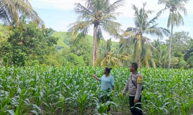 Di-Tengah-Ladang-Jagung,-Kolaborasi-Polres-Sikka-Polda-NTT-dan-Petani-Perkuat-Ketahanan-Pangan