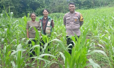 Langkah-Nyata-di-Lahan-Jagung,-Polres-Sikka-Polda-NTT-Perkuat-Fondasi-Pangan-Nasional