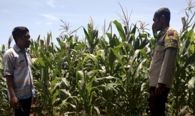 Dari-Ladang-Jagung-Wolomarang,-Jajaran-Polres-Sikka-Pastikan-Program-Ketahanan-Pangan-Berjalan-Nyata