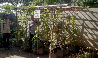 Gerakan-Pangan-Lestari-Polsek-Alok-Polres-Sikka:-Lahan-Mako-Dimanfaatkan-untuk-Perkuat-Ketahanan-Pangan