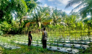Lewat-Tanaman-Hortikultura,-Bhabinkamtibmas-Polres-Sikka-Dorong-Pekarangan-Bergizi-Masyarakat