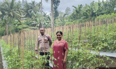 2.700-Pohon-Tomat-di-Nita-Dipantau-Jajaran-Polres-Sikka,-Ketahanan-Pangan-Jadi-Fokus-Bersama