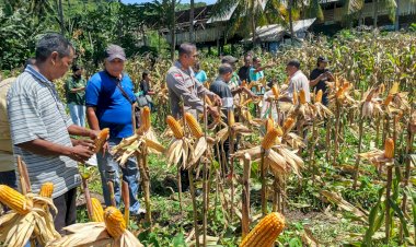 “6-Ton-Jagung-dari-Lela:-Kolaborasi-Polsek-Lela-Polres-Sikka-dan-Desa-Jadi-Pilar-Kemandirian-Pangan”