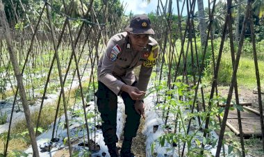 “Tomat,-Tantangan,-dan-Harapan:-Sentuhan-Polres-Sikka-di-Lahan-Petani-Nitakloang