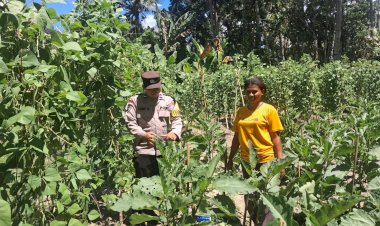 “Terik-Matahari-Tak-Halangi-Personel-Polres-Sikka-Dampingi-Petani,-Ketahanan-Pangan-Dikuatkan-dari-Desa”