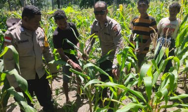 Ladang-Jadi-Medan-Pengabdian:-Bhabinkamtibmas-Polres-Sikka-Kawal-Pangan-dari-Desa