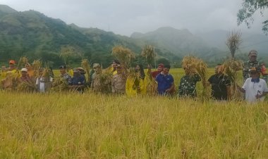 Panen-Simbolis-Padi-di-Magepanda,-Wujud-Sinergi-Ketahanan-Pangan-di-Kabupaten-Sikka
