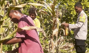 Produktivitas-Meningkat,-Jagung-Kelompok-Tati-Nahing-Sikka-Tumbangkan-Tantangan-Iklim