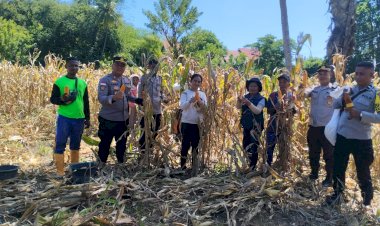“Panen-Jagung-Serentak-di-Sikka:-Sinergi-Polres-Sikka-dan-Petani-Berbuah-Manis-di-Tengah-Cuaca-Tak-Menentu”