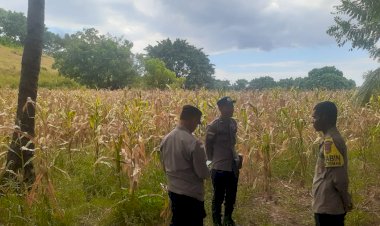 Polres-Sikka-Turun-ke-Lahan,-Pastikan-Panen-Raya-Jagung-Kuartal-II-Tahun-2026-Siap-Digelar
