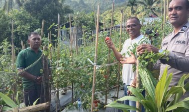 “Panen-Raya-Tomat-di-Watumerak,-Kanit-Binmas-Polsek-Bola-Wujudkan-Dukungan-Nyata-bagi-Ketahanan-Pangan-Nasional”.