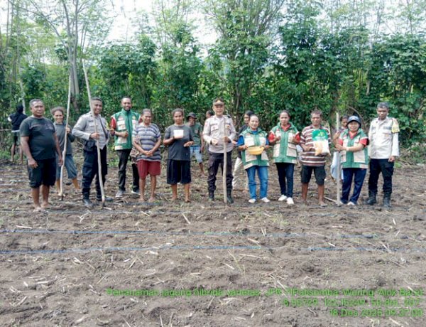 Dari Keamanan ke Ketahanan Pangan, Bhabinkamtibmas Polres Sikka Polda NTT Awali Tanam Jagung Bersama Petani