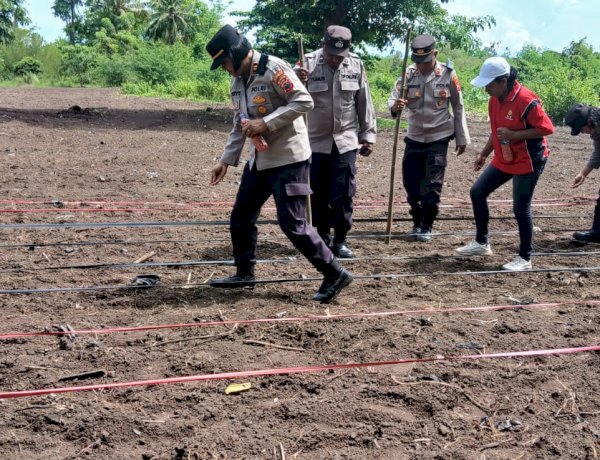 Satu Hektare Jagung Hibrida Ditanam, Polsek Alok Polres Sikka dan Petani Bersatu Dukung Ketahanan Pangan