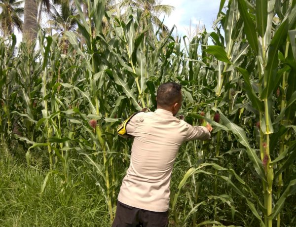 Jagung Subur, Harapan Menguat: Peran Bhabinkamtibmas Polres Sikka Polda NTT di Ladang Warga