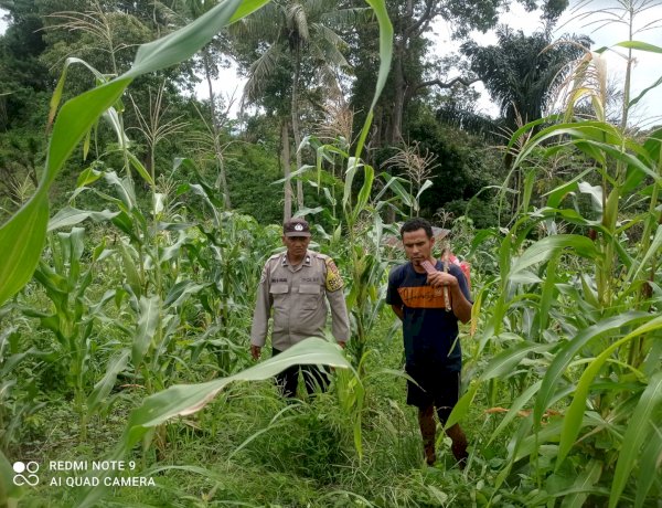 Dari Sikka untuk Pangan Nasional, Polres Sikka Polda NTT Kawal Program Jagung Nusantara I