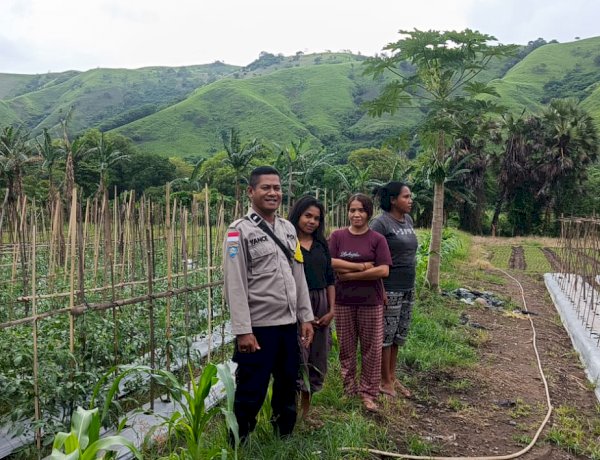 Kelompok Tani Wanita Bina Keluarga, Pilar Ketahanan Pangan dari Pekarangan Desa