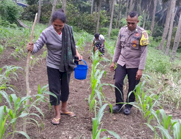 Jaga Diserang Hama, Polres Sikka Polda NTT Tak Diam: Bhabinkamtibmas Polsek Nita Turun Kawal Ketahanan Pangan