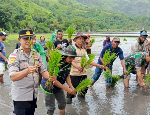 Bersama Petani Woda Mude, Polres Sikka Polda NTT Perkuat Ketahanan Pangan Lewat Tanam Padi Simbolis