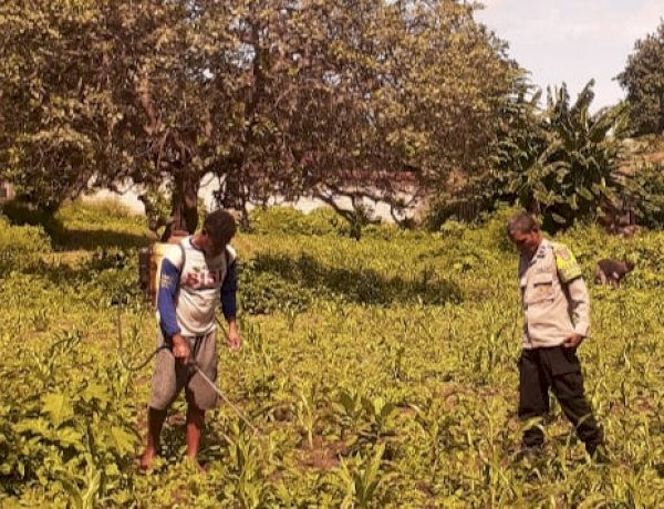 Dari Lahan Napunglangir, Polres Sikka Polda NTT Hadir Mengawal Ketahanan Pangan Warga Wolomarang