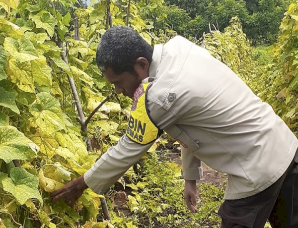 Dari Tanah Wailiti Tumbuh Harapan: Polsek Alok Polres Sikka Polda NTT Kawal Program 1 Lahan untuk Indonesia Tangguh
